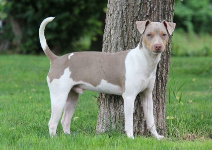 Moinho de Vento Lohi do Jardim Imbui