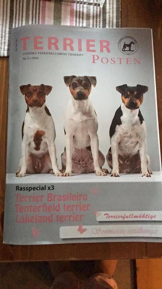 Nossos cães na capa de revista na Suécia